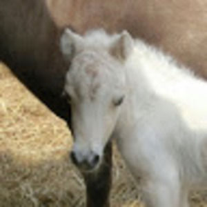 Meet your Posher, Beverly